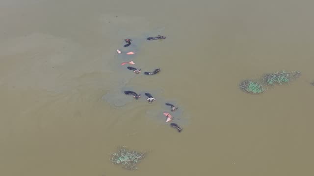 Water Buffalo Herd Wading Flood