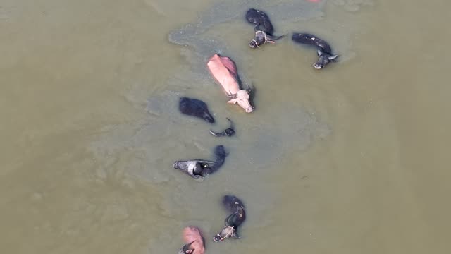 Cattle And Buffalo In Water