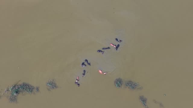 Buffalo Grazing Flooded Field