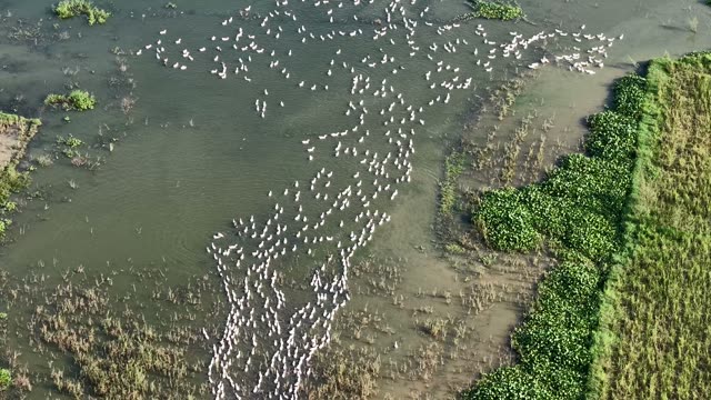 Duck Flock On Flooded Field