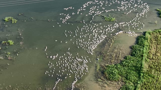 Duck Flock Across Flooded Paddy