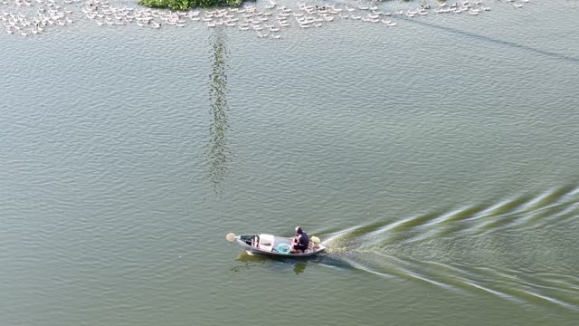 Herder Boat Tending Duck Flock