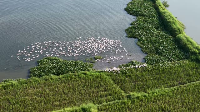 Duck Flock By Green Fields