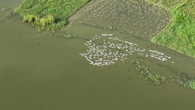 White Duck Flock On Pond
