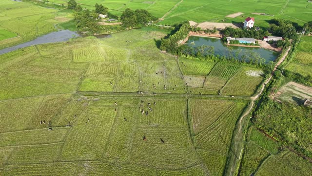 Cattle On Village Farmland