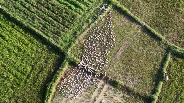 Sheep Herd Crossing Field