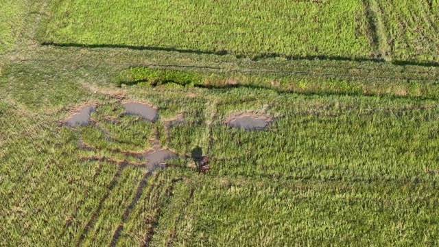 Water Buffalo In Paddy