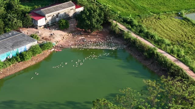 Ducks On Farmhouse Pond