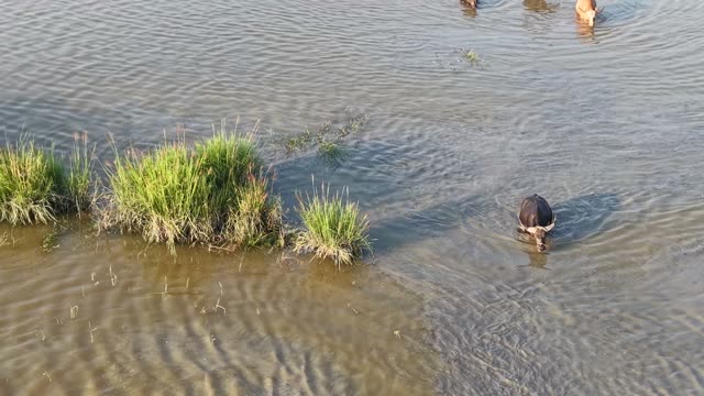 Buffalo Grazing By Water Reeds