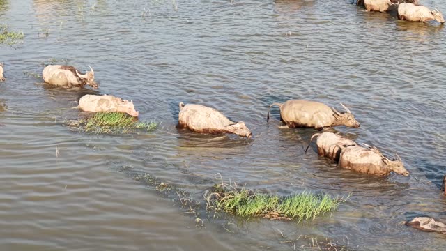 Buffalo Herd In Shallow Water