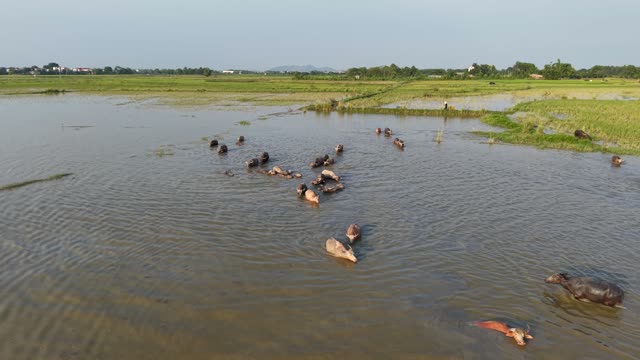 Buffalo Herd And Distant Houses
