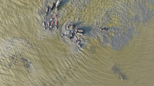 Top Down Buffalo In Muddy Water