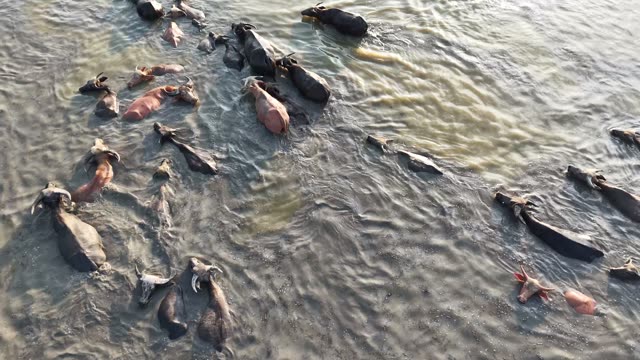 Buffalo Scattered In Shallow Water