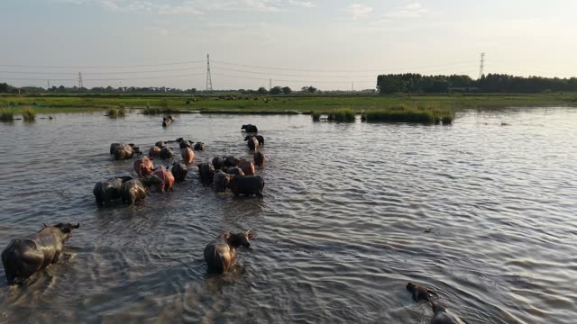 Buffalo Herd Under Power Lines
