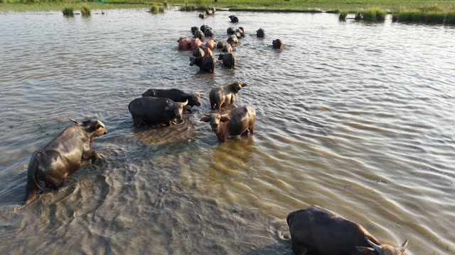 Buffalo Herd Wading Toward Grass