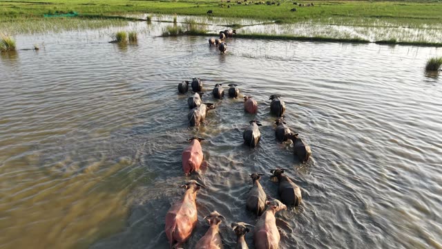 Buffalo Approaching In Flooded Field