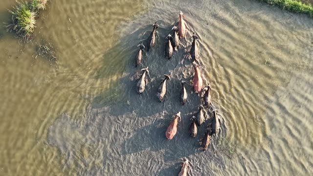 Buffalo Herd Walking In Water