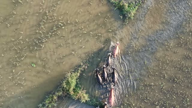 Buffalo In Water Channel Above