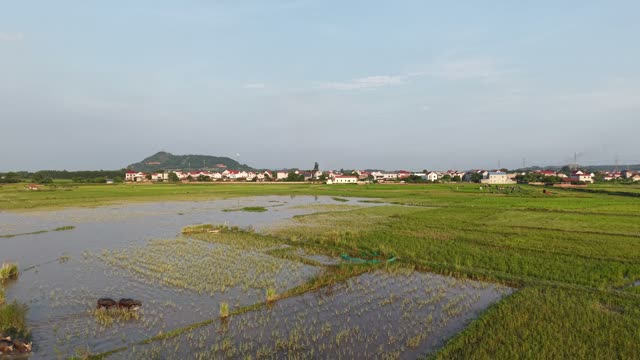 Flooded Paddies And Rural Village