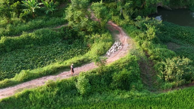 Herder Leading Ducks On Path