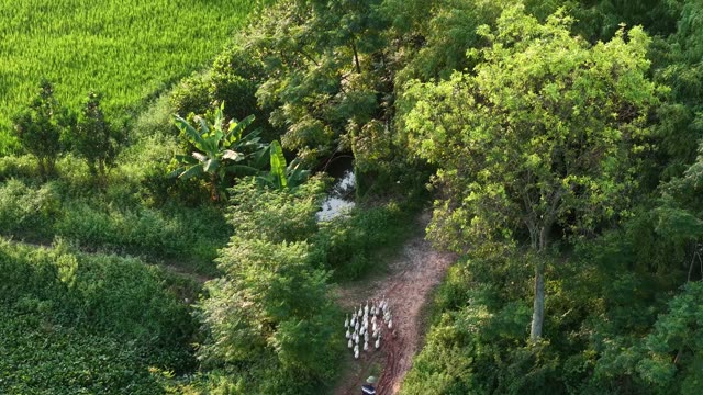 Duck Herd On Field Path