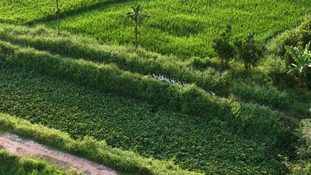 Ducks Crossing Rice Paddy