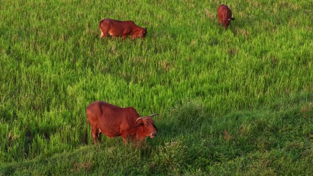 Cattle Feeding In Meadow