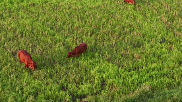 Two Cows Grazing Grass