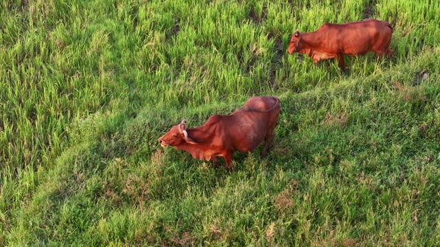 Two Cattle In Green Grass