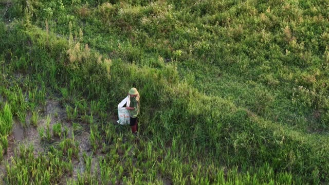 Farmer Walking Through Paddy