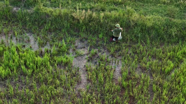Farmer Working In Rice Field