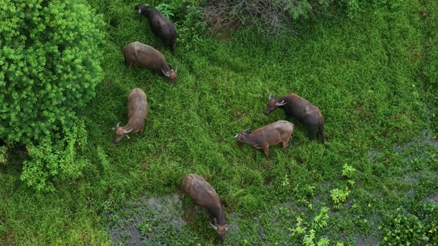 Buffalo Herd Grazing Meadow