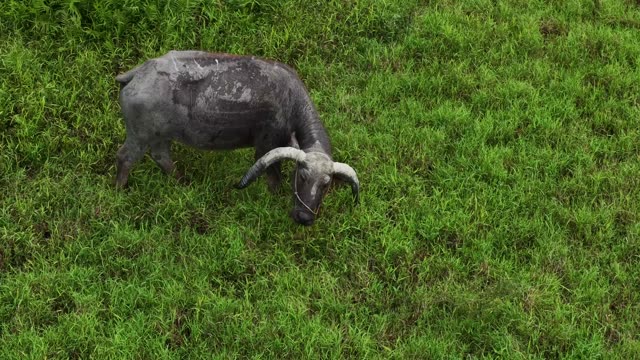 Lone Buffalo Grazing Grass