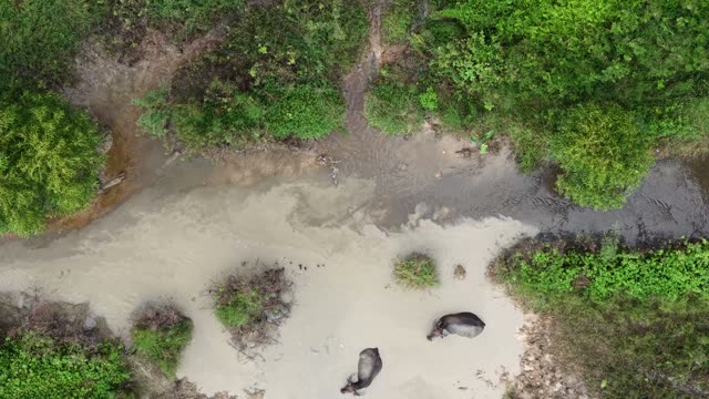 Buffalo Wading Muddy Stream