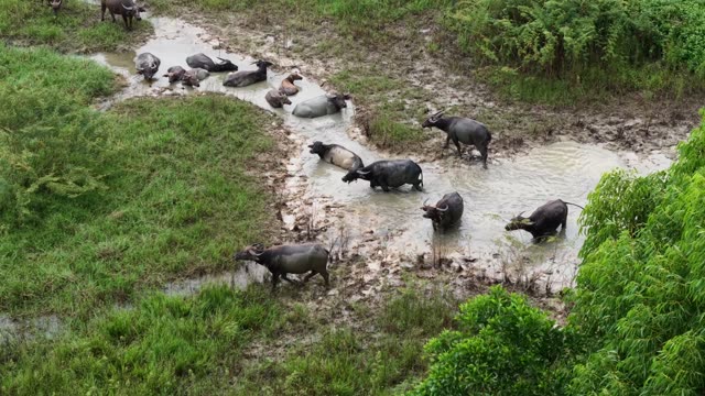 Buffalo Herd Crossing Muddy Marsh