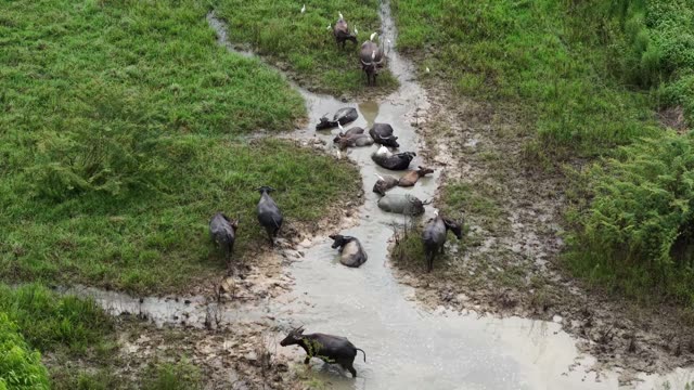 Buffalo Herd In Muddy Wallow