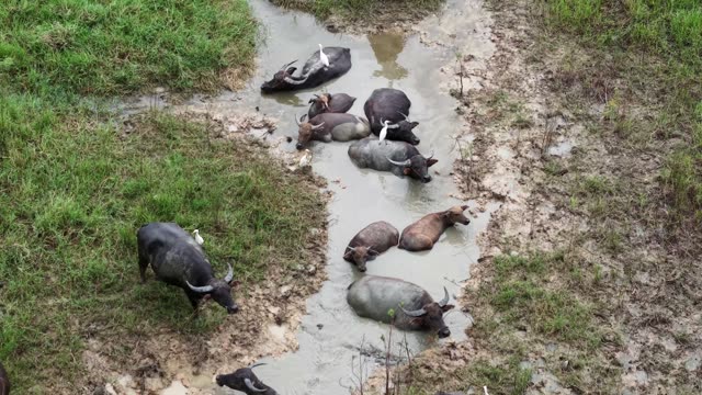 Buffalo Herd Soaking In Mud