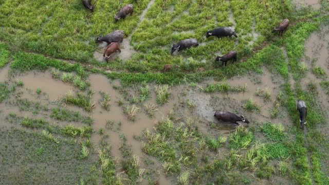 Water Buffalo Grazing Wetland