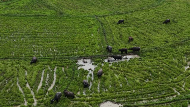 Grazing Buffalo On Terraces