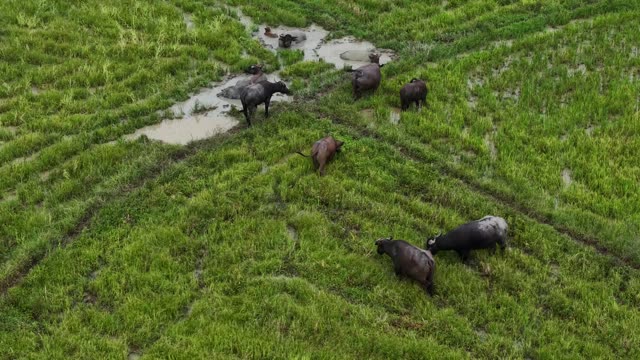 Buffalo Herd Wet Meadow