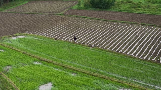 Farmer Amid Plowed Rows