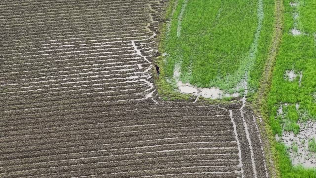 Plowed Field Beside Rice