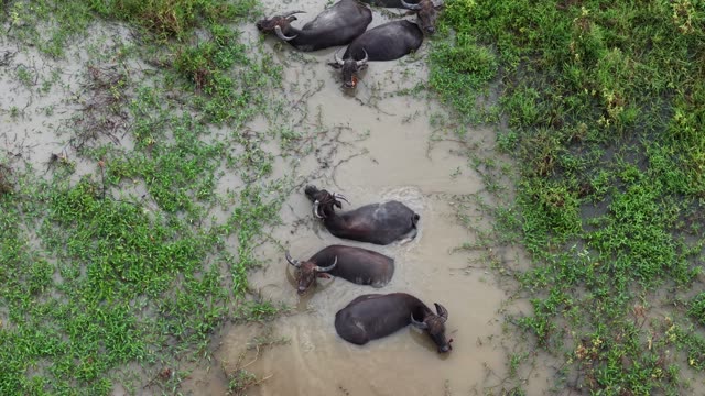 Buffalo Resting In Wallow