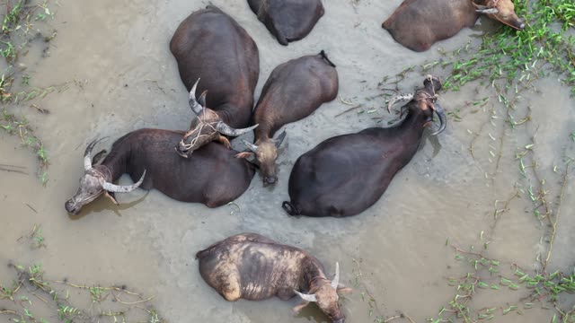 Buffalo Wallowing Overhead View