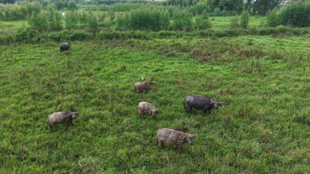 Cattle Grazing Green Pasture