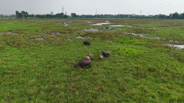 Buffalo Grazing Flooded Field