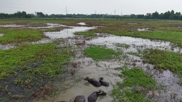 Buffalo In Flooded Marsh