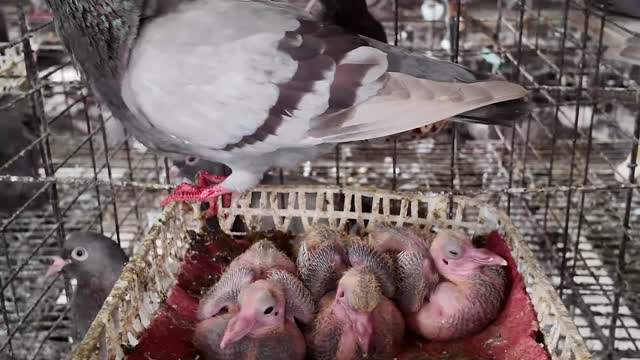 Pigeon Feeding Growing Squabs