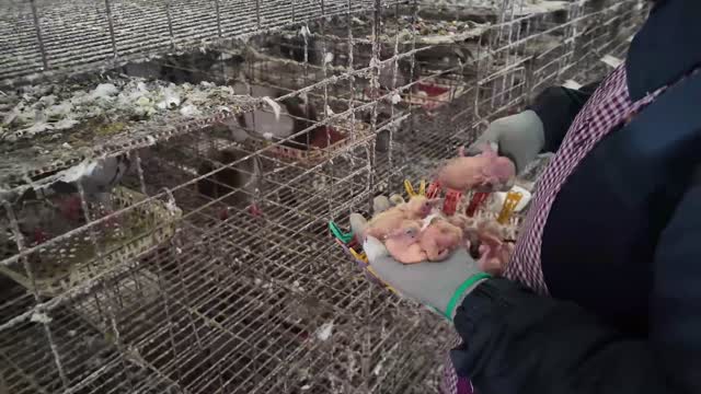 Worker Sorting Pigeon Squabs