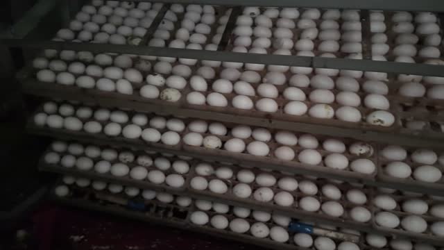 Trays Of Farm Eggs